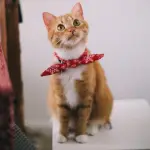 PETS
